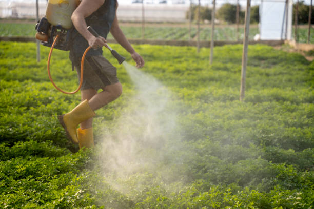 Best Affordable Pest Control Services  in Dexter, MO