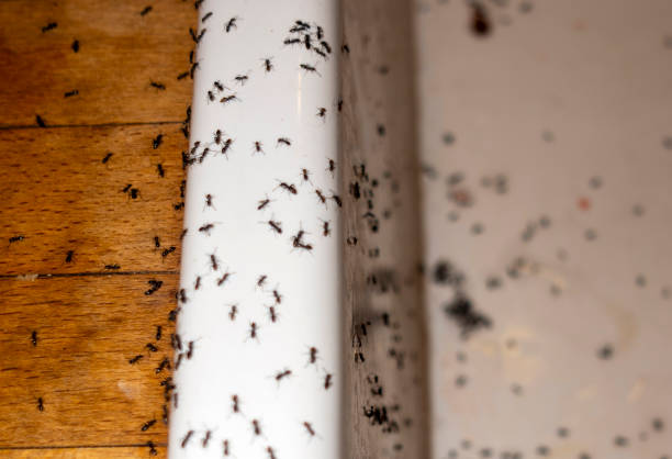 Best Cockroach Control Services  in Dexter, MO