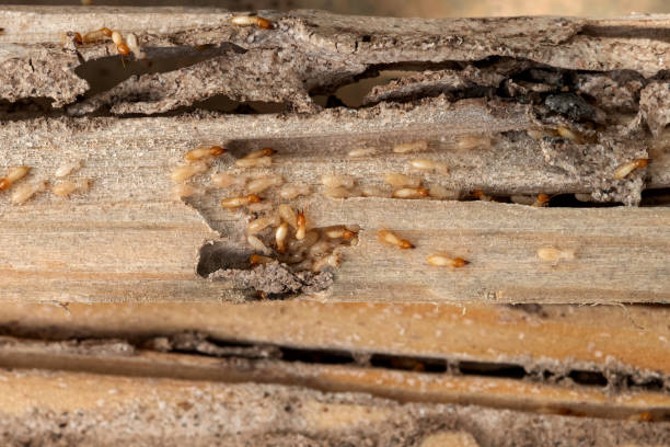 Best Pest Control for Restaurants  in Dexter, MO